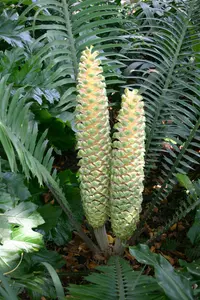 Ground Cycad