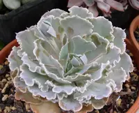 Mexican hens and chicks