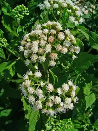 lesser snakeroot
