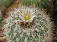 Brain Cactus
