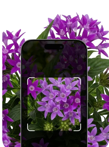 Perennial Identification – Hero Mobile