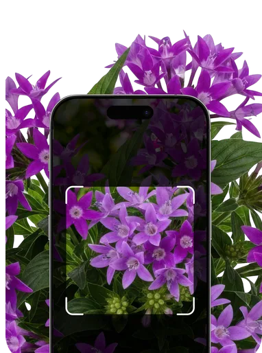 Perennial Identification – Hero Mobile