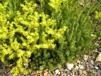 Tasteless Stonecrop (Sedum sexangulare) plant