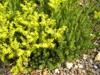 Tasteless Stonecrop (Sedum sexangulare) plant
