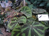 Begonia variegata