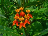 Tropical milkweed