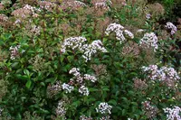 (privet-leaved ageratina