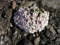 Alpine rock-jasmine