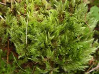 aulacomnium moss