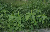 Cuban copperleaf