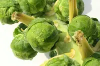 Brassica oleracea var. gemmifera plant