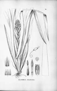 Aechmea tillandsioides (Aechmea tillandsioides) plant
