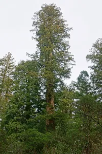 coast redwood (Sequoia sempervirens) plant