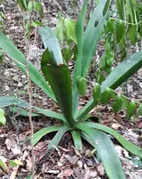 Agave antillarum