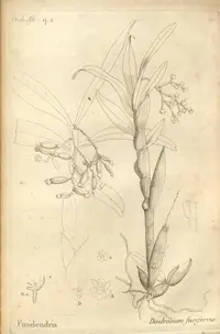 Mistforest Snout Orchid