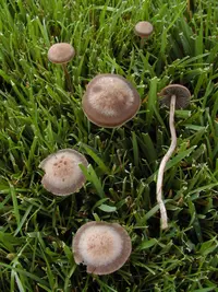 Mower's Mushroom