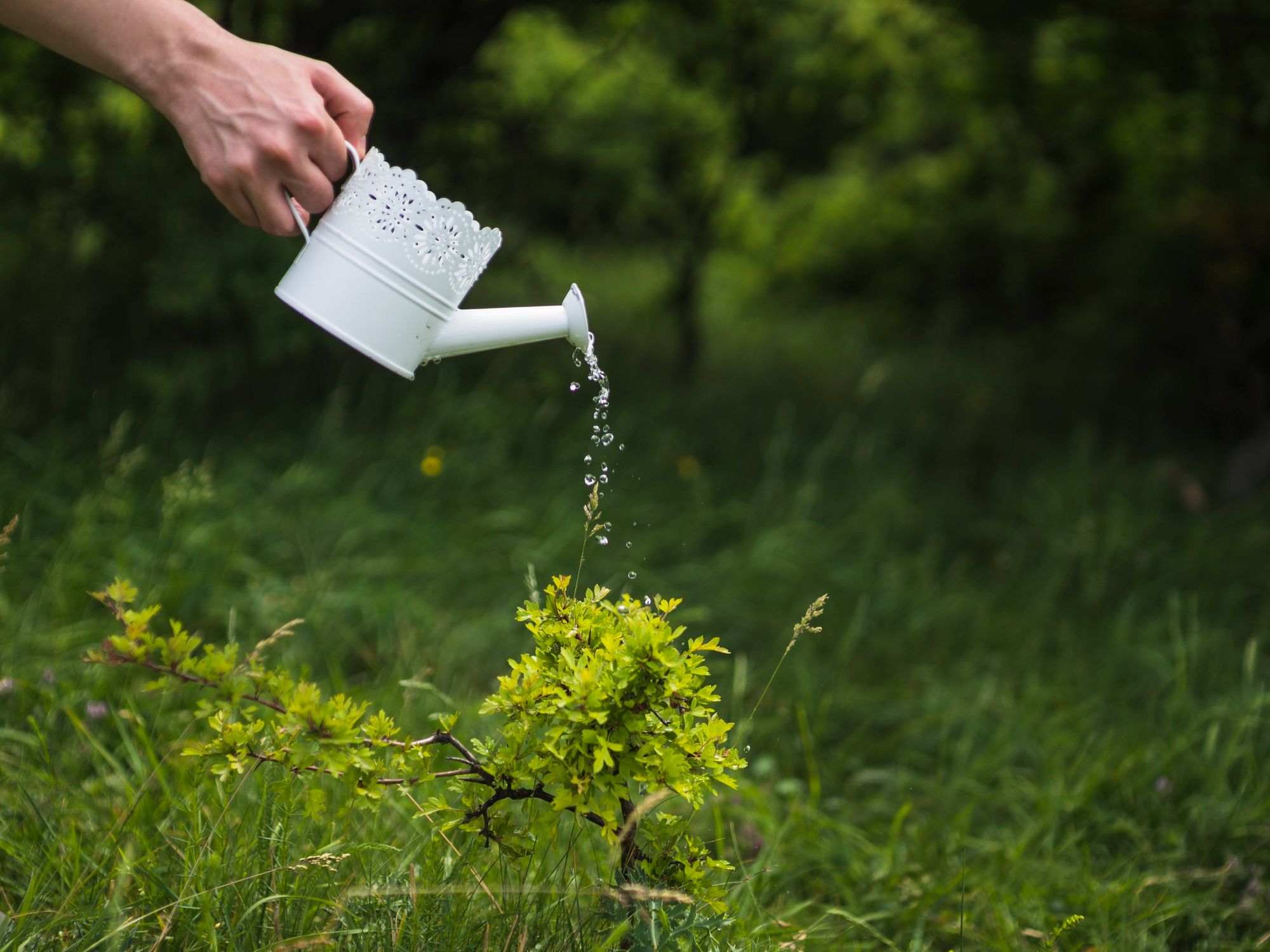 How to Water Fruit Trees Properly