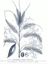 Yellow Rotang Palm (Calamus formosanus) plant
