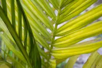 Chamaedorea seifrizii leaf