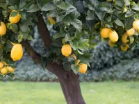 Citrus x limon 'Eureka' tree