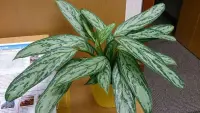 Aglaonema commutatum indoor