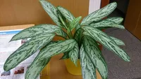 Aglaonema commutatum indoor