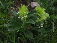 Ajuga lupulina (Ajuga lupulina) plant