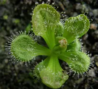 Whittaker's sundew