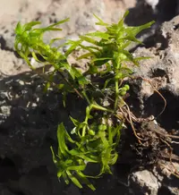 Short-leaved Water-starwort