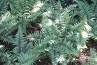 Athyrium 'Ghost' plant
