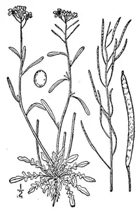 Lyreleaf Rockcress
