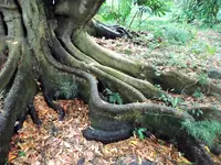 Common Elaeocarpus