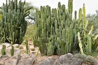 Apple Cactus