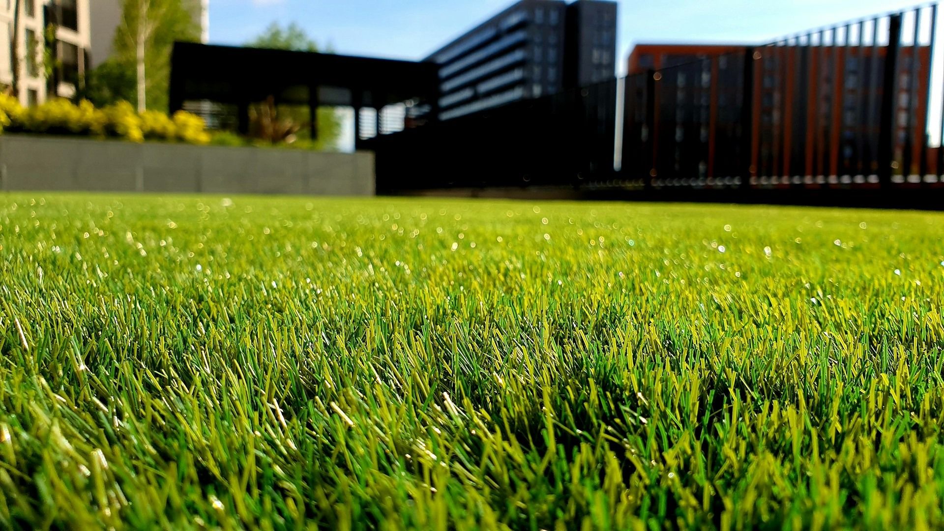 Planting Grass Seed in Summer – First Mowing of New Lawn