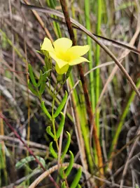 pineland golden trumpet (Angadenia berteroi) plant