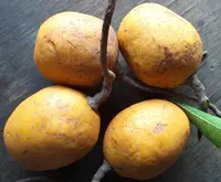 Senegal saba
