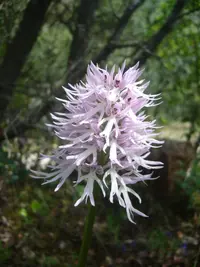 Naked-man Orchid (Orchis italica) plant