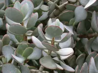Crassula arborescens