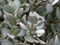 Crassula arborescens