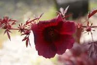 African rosemallow (Hibiscus acetosella) plant