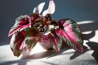 King Begonia (Begonia rex) plant