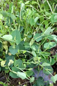 Aristolochia fontanesii
