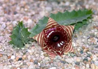 Lifesaver Plant