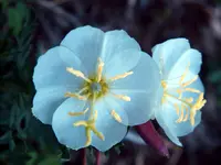 whitest evening primrose (Oenothera albicaulis) plant