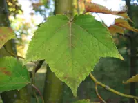 Honshū maple