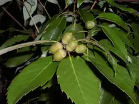ring-cup oak