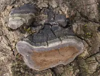 Aspen Bracket