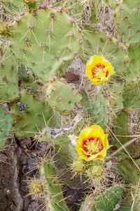 Rio Grande pricklypear (Opuntia aureispina) plant