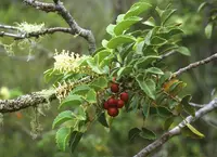 Chilean Hazel