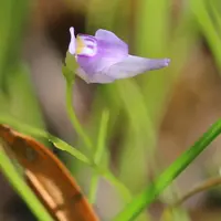 bladderwort